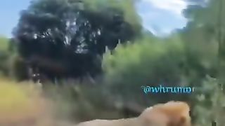 A scientific team anesthetized a lion to conduct an examination on it, but the dose was less than expected, so the lion suddenly woke up ????