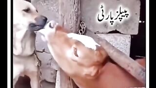 Love of PPP-N-League-MQM