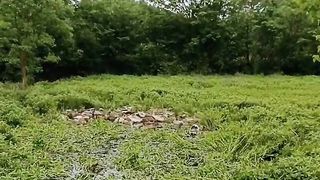 Ducks eating all the grass field.