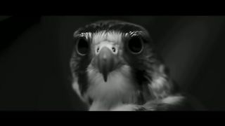 Viral song