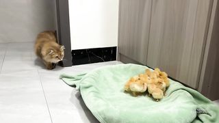 The hen suspects the kitten has stolen the chicks