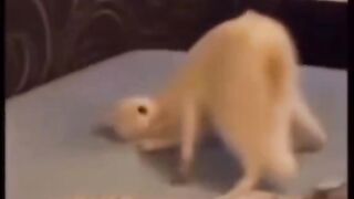Most funny video