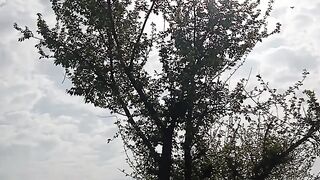 My village life