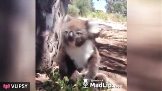 Laughing koala