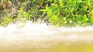 The leopard chases its prey until it jumps into the air