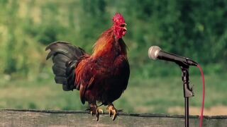 Funny Chicken Song and Rooster Dance 4 - Chicken Dance & Chicken Videos 2024 ???? ????.