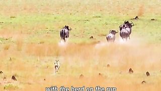 A bunch of lying dogs chasing a buffalo