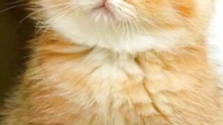 my catas