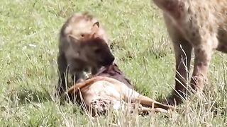 Heyna's mother taught her child to eat meat