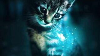 cats light