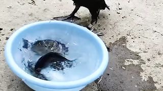 Most Satisfying Video