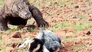 Komodo dragons eat baby goats