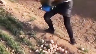 Woman touches peacock eggs and finds out!!!