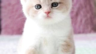 cats on the picture