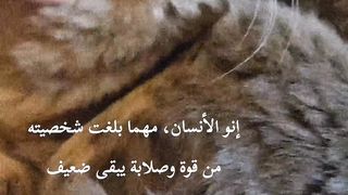Lover cat