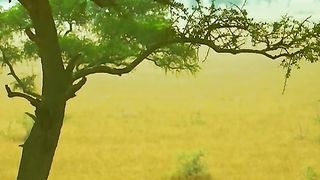 The leopard plunged from the tree to pounce on the deer