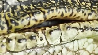 Lions are helpless against crocodiles in water