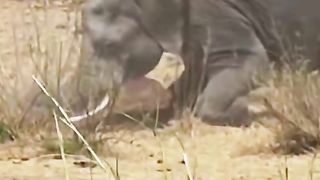 A poor buffalo calf is trapped by an elephant