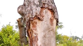 Leopard cubs are good at climbing trees