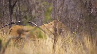 Adorable lion cubs playing