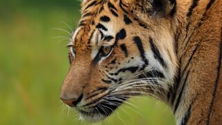 Surprising behaviors in the animal kingdom