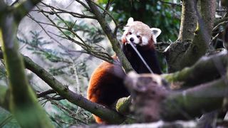 Red Panda