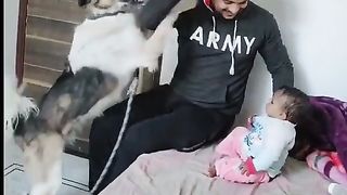 Lovely dog