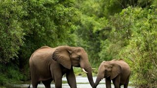 Wildlife Conservation and Its Ripple Effect on Ecosystems