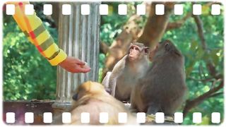 viral fat monkey 4K Quality Animal Footage - Monkeys Beautiful Scenes Episode 1 - Viral Monkey