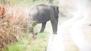 The tiger stopped and waited until the elephants crossed the road.