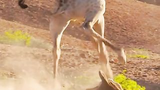 Giraffe and lion video