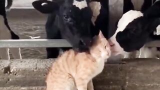 Cat lover