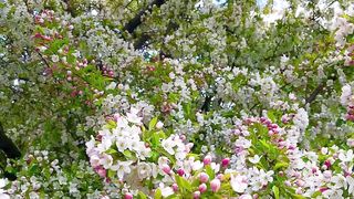 Beautiful flower just wow????
