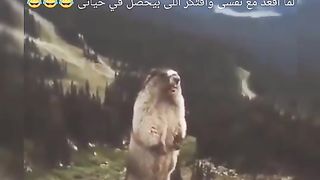 Funny Video
