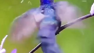 Wonders of the animal world 2025
