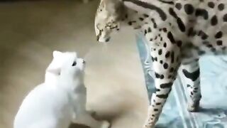 Cat hero hhh !