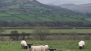 Counting sheep may help you fall asleep.