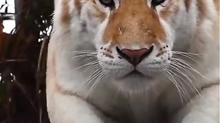 The Siberian Tiger The largest cat in the world