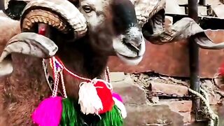 Amazing Sheep