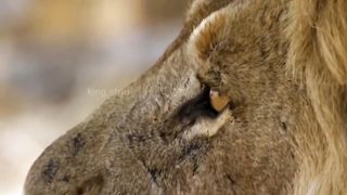 Lion Animal Attaaaaaaaaaaaaaaaack