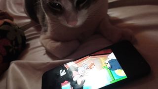 My Cat watch Tom and Jerry