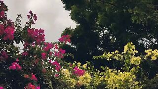 Weather x flower
