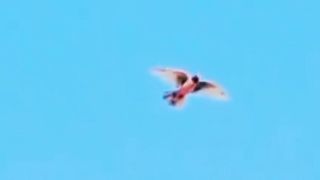 High falling pigeon birds