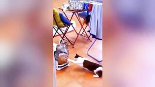 Funniest Animals Video - Best Cats and Dogs Videos