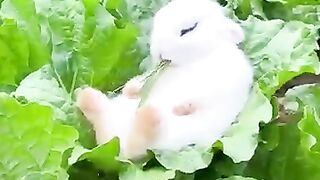 The_little_rabbit_fell_
