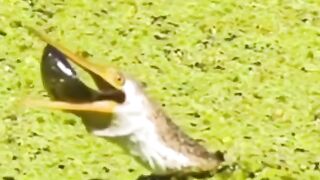Common Kingfisher
