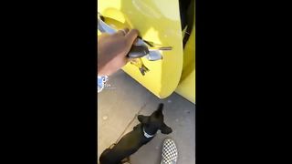 BEST PET MEMES COMPILATION OF 2024