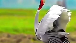 Wings in Motion: Captivating Footage of Birds