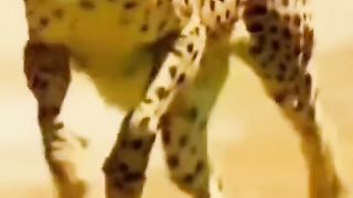 Leopard Attack on Deer