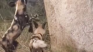 Deers Always in Danger